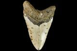 Bargain, Fossil Megalodon Tooth - North Carolina #108964-2